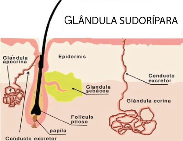 GLANDULA-SUDORIPARA-