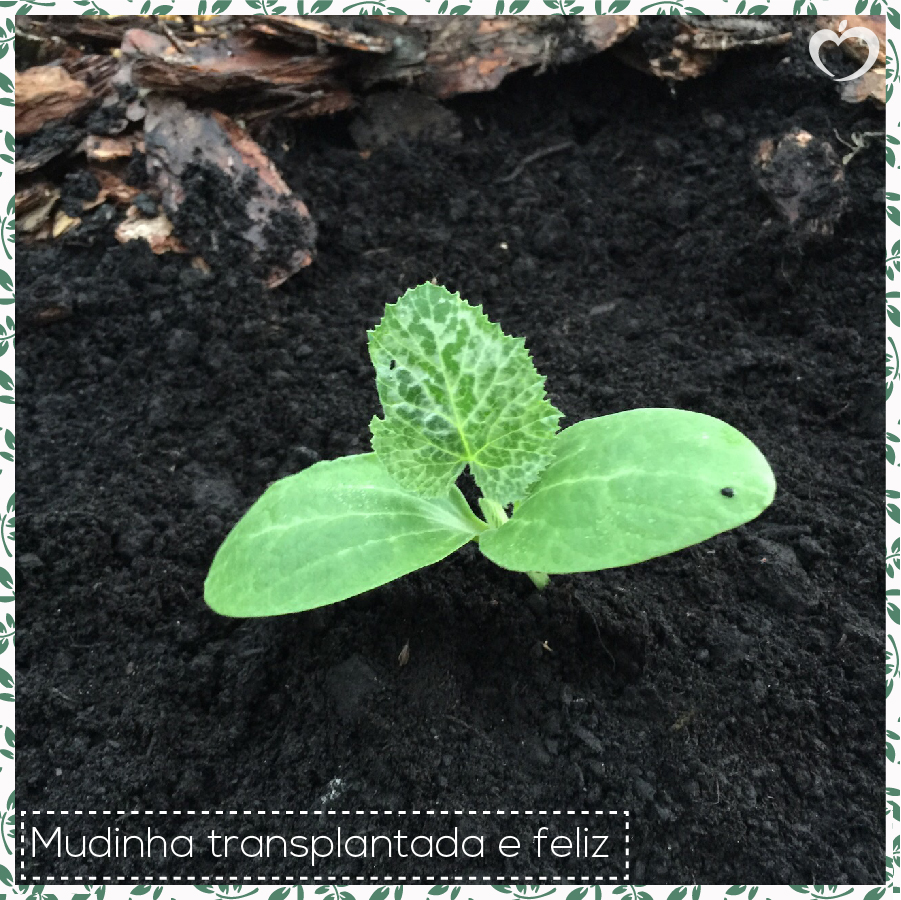 como-plantar-sua-horta-michelle-franzoni-5