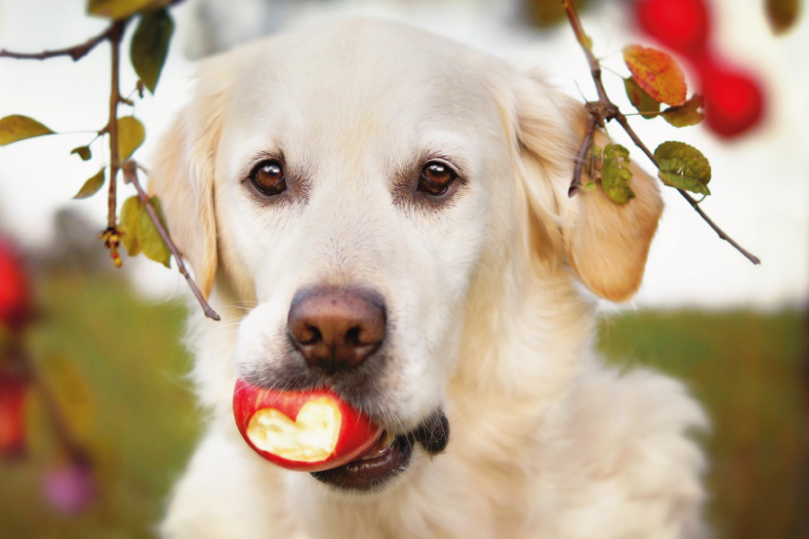 Frutas permitidas para os cães